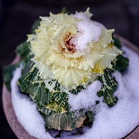 210129_03299_A7RIV Live Ornamental Cabbage Survives the Snows of January in Our Winter Gardens
