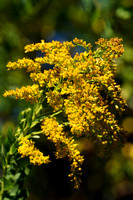 190927_00027_A7RIV Goldenrod in Early Autumn on Bear Mountain