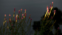 150905_0804_NX1 Last Rays of Evening Light on Swan Lake