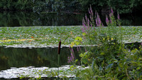 120816_1028_SX40 Swan Lake at Rockefeller Preserve