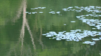 120616_0677_SX40 Swan Lake at Rockefeller Preserve