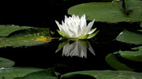 130806_1109_SX50 Water Lilly at Rockefeller Preserve