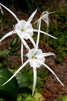 090722_2912_5D Spider Lily