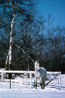 770327_0005_F1 A White Horse in the Snow on a Connecticut Farm