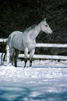 770327_0004_F1 A White Horse in the Snow on a Connecticut Farm