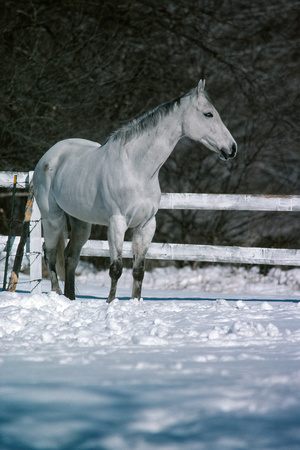 770327_0004_F1 A White Horse in the Snow on a Connecticut Farm