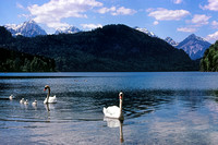 790500_0077_F1 Swans on Allgau Lake in the Bavarian Alps
