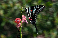 150816_0723_NX1 Zebra Swallowtail at Norfolk Botanical Garden