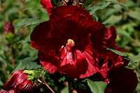 150816_0688_NX1 Hibiscus in Norfolk Botanical Garden