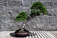 150816_0680_NX1 Bonsai Tree at Norfolk Botanical's Japanese Garden