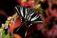 150816_0719_NX1 Zebra Swallowtail at Norfolk Botanical Garden