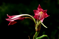 150816_0692_NX1 Lilies in Norfolk Botanical Garden