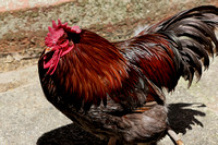 160520_1324_NX1 A Rooster at Teatown's Cliffdale Farm
