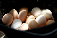 160602_1474_NX1 Fresh Gathered Eggs at Teatown's Cliffdale Farm
