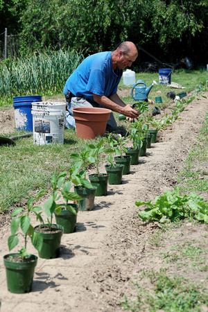 160602_1471_NX1 Teatown Volunteer Rudy Fasciani Plants Peppers in the Vegetable Garden at Cliffdale Farm