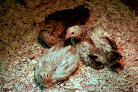 160520_1306_NX1 Newborn Chicks Under Warming Lamps at Teatown's Cliffdale Farm