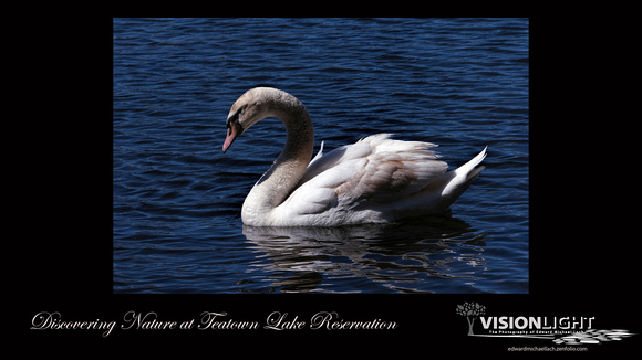160413_1176_NX1_EagleFest A Swan on Teatown Lake