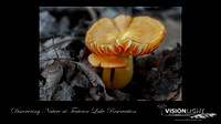 160606_1586_NX1_EagleFest Mushrooms Along the Shore of Teatown Lake