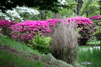 060520_1198_5D Hammond Japanese Stroll Garden