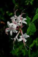 160526_1410_NX1 Swamp Azalea, Rhododendron viscosum, on Teatown Lake's Wildflower Island