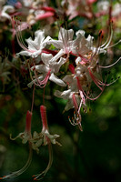 160526_1453_NX1 Swamp Azalea, Rhododendron viscosum, on Teatown Lake's Wildflower Island