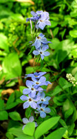 160526_1392_NX1 Common Blue Violet, Viola papilionacea, on Teatown Lake's Wildflower Island