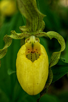 160526_1408_NX1 Yellow Lady's Slipper, Cypripedium pubescens, on Teatown Lake's Wildflower Island