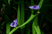 160526_1447_NX1 Wood Violet, Viola palmata, on Teatown Lake's Wildflower Island
