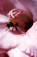 740900_0005_F1 Bee on a Gladiolus