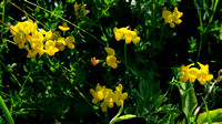170609_3113_NX1 Bird's Foot Trefoil, Lotus Corniculatus, Grows on Iona Island