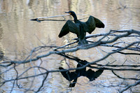 120330_4019_5D Cormorant on Swan Lake