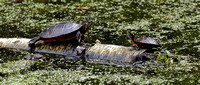 170921_1328_EOS M5 A Mother Painted Turtle and Hatchling at Rockefeller Preserve