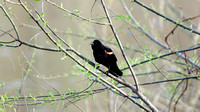 150503_0217_NX1 Red Winged Blackbird Serenade at Rockefeller Preserve