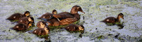 150613_0445_NX1 Ducklings on Swan Lake