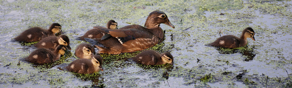 150613_0445_NX1 Ducklings on Swan Lake