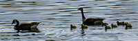 060502_1036_5D Family of Geese at Rockefeller Preserve