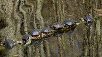 140428_1919_SX50 Painted Turtles at Rockefeller Preserve