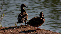 150809_0678_NX1_FD400 Mallards at Swan Lake