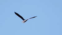 120517_4043_5D Great Blue Heron at Rockefeller Preserve