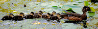 150613_0451_NX1 Ducklings on Swan Lake
