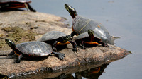 060502_1025_5D Painted Turtles at Rockefeller Preserve