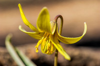 160415_1195_NX1 A Yellow Trout Lily at Teatown