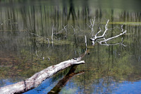 160427_1210_NX1 Vernay Lake in Early Spring at Teatown