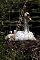 180515_2351_EOS M5 A Pen Mute Swan with Some of Her Seven Newborn Cygnets on Teatown Lake