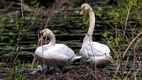 180515_2362_EOS M5 Pen and Cob Mute Swans With Their Seven Newborn Cygnets on Teatown Lake