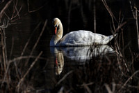 180423_1900_EOS M5 A Male Mute Swan in the Morning Light on Teatown Lake