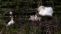 Mute Swans Have a Family on Teatown Lake - Spring 2018
