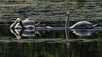 180529_2556_EOS M5 The Pen and Cob Mute Swans with Their Two Surviving 16 Day Old Cygnets on Teatown Lake