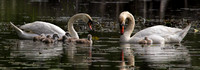 180517_2382_EOS M5 Pen and Cob Mute Swans With Their Four Day Old Cygnets on Teatown Lake