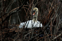 180413_1776_EOS M5 A Female Mute Swan Tends Her Nest on Teatown Lake